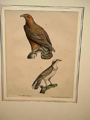 Bild des Verkufers fr Grand Aigle ( = Adler ) + Le Balburar. 2 altkolorierte lithographierte Vogeldarstellungen nach Burggraaff auf einem Blatt um 1835. zum Verkauf von Antiquariat Friederichsen