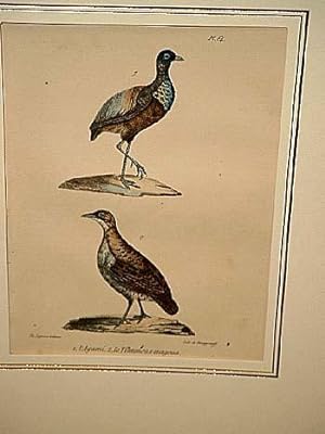 Bild des Verkufers fr Agami ( = Trompetervogel ) + Le Tinamous-magona. 2 altkolorierte lithographierte Vogeldarstellungen nach Burggraaff auf einem Blatt um 1835. zum Verkauf von Antiquariat Friederichsen