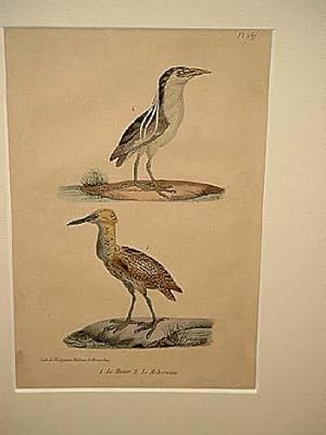 Bild des Verkufers fr Buter + Le Bihoreau ( = Nachtreiher ): 2 altkolorierte lithographierte Vogeldarstellungen auf einem Blatt um 1835. zum Verkauf von Antiquariat Friederichsen