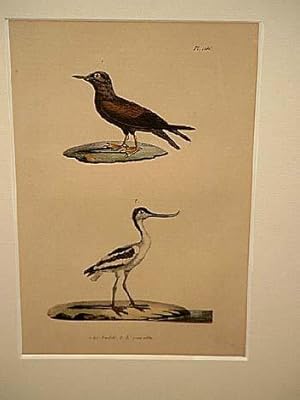 Bild des Verkufers fr Noddi + L`Avocette (?): 2 altkolorierte lithographierte Vogeldarstellungen auf einem Blatt um 1835. zum Verkauf von Antiquariat Friederichsen