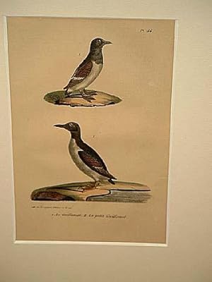 Bild des Verkufers fr Guillemot ( = Lumme )+ Le petit Guillemot: 2 altkolorierte lithographierte Vogeldarstellungen auf einem Blatt um 1835. zum Verkauf von Antiquariat Friederichsen