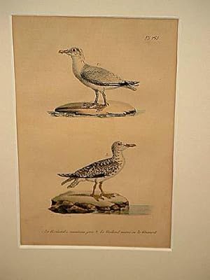 Bild des Verkufers fr Goeland a manteau gris ( = Mwe ) + Le Goeland varie ou le Grisard: 2 altkolorierte lithographierte Vogeldarstellungen auf einem Blatt um 1835. zum Verkauf von Antiquariat Friederichsen