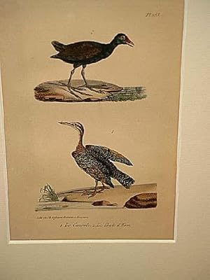 Bild des Verkufers fr Caurale + La Poule d`Eau ( = Sumpfhuhn ): 2 altkolorierte lithographierte Vogeldarstellungen auf einem Blatt um 1835. zum Verkauf von Antiquariat Friederichsen