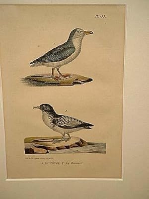 Bild des Verkufers fr Petrel ( = Sturmvogel, Sturmschwalbe ) + Le Damier. 2 altkolorierte lithographierte Vogeldarstellungen auf einem Blatt um 1835. zum Verkauf von Antiquariat Friederichsen