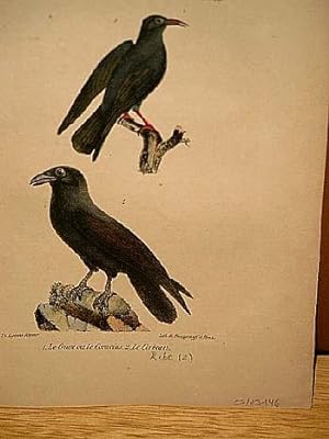 Bild des Verkufers fr Crave ou le Coracias ( Rabe ) + Le Corbeau. 2 altkolorierte lithographierte Vogeldarstellungen nach Burggraff auf einem Blatt um 1835. zum Verkauf von Antiquariat Friederichsen