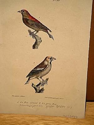 Bild des Verkufers fr Bec croise ( = Scherenbeier ) + Le gros Bec. 2 altkolorierte lithographierte Vogeldarstellungen nach Burggraff auf einem Blatt um 1835. zum Verkauf von Antiquariat Friederichsen