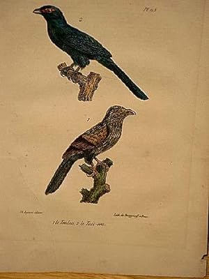 Bild des Verkufers fr Toulou + Le Tait-sou. 2 altkolorierte lithographierte Vogeldarstellungen nach Burggraff auf einem Blatt um 1835. zum Verkauf von Antiquariat Friederichsen