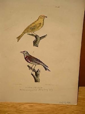 Bild des Verkufers fr Serin ( = Girlitz ) + La Linotte ( = Hnfling ): 2 altkolorierte lithographierte Vogeldarstellungen nach Burggraff auf einem Blatt um 1835. zum Verkauf von Antiquariat Friederichsen