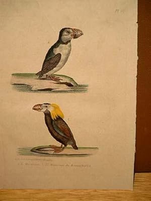 Bild des Verkufers fr Macareux ( = Papageientaucher ) + Le Macareux du Kamtschatka. 2 altkolorierte lithographierte Vogeldarstellungen auf einem Blatt um 1835. zum Verkauf von Antiquariat Friederichsen