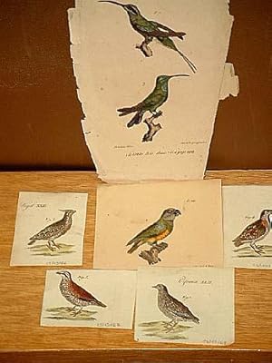 Imagen del vendedor de Colibri brin-blanc ( = Kolibri ) + id. a gorge verte. 2 altkolorierte lithographierte Vogeldarstellungen nach Burggraff auf einem Blatt um 1835. a la venta por Antiquariat Friederichsen