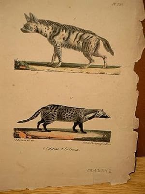 Bild des Verkufers fr Hyene ( = Hyne ) + la Civette ( = Zibetkatze ): Altkolorierte Lithographie von Burggraff um 1835. zum Verkauf von Antiquariat Friederichsen