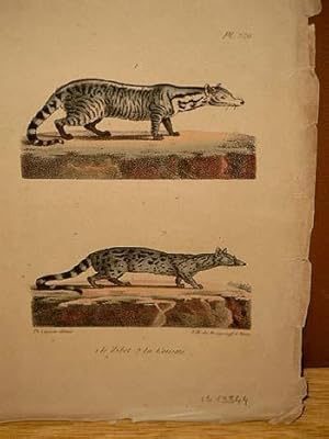 Imagen del vendedor de Zibet ( = Zibetkatze + La Genette ( = Ginsterkatze ): Altkolorierte Lithographie von Burggraff um 1835. a la venta por Antiquariat Friederichsen