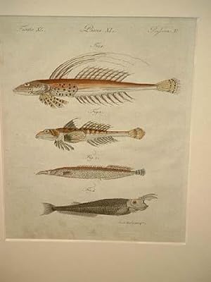 Fische von sonderbarer Gestalt: See-Leyer - See-Drache - Elephantenrüssel - gestachelte Odontogna...