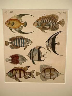Seltene indianische Fische: Klip-Fisch - Kaiser-Fisch - Schwarz-Flosser - See-Reiher - Schnabel-F...