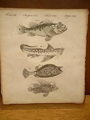 Fische von sonderbarer Gestalt: Drachenkopf - Seeratte - vierstachelige Dreyeck - Fühlhornträger:...