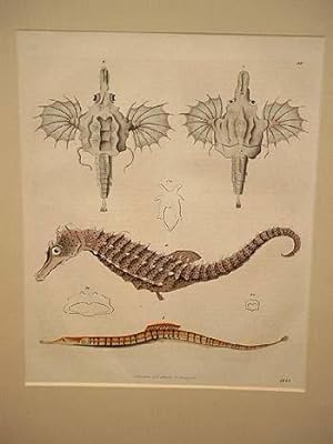 Die geringelten Schnabelköpfe: Seepferdchen- Nadelfische: Altkolorierte Lithographie von 1845.