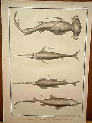 Marteau ( = Hammerhai ) - Le Requin ( = Hai ) - La Scie - L`Espadon ( = Schwertfisch ): Kupfersti...