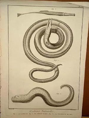 Lamproye ( = Lamprete, Neunauge ) - Le Serpent Marin ( = Wasserschlange, Seeschlange ) - La Tromp...