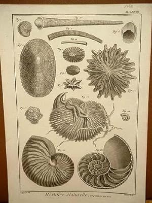 Coquilles de Mer ( = Muscheln, Meeresmuscheln ): Kupferstich von Benard nach Martinet aus " Histo...