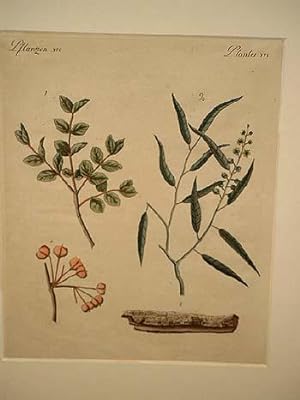 Arzney-Pflanzen: Der Guajac-Baum oder das Franzosen-Holz - Die Cascarille oder Schakerille: Altko...