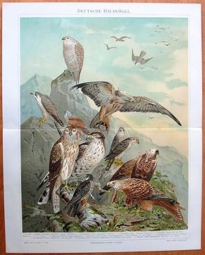Antique Chromolithograph. Hawks, Eagles and Falcons.