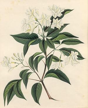 Seller image for Jasminum (Jasmin) for sale by Antiquariat Gallus / Dr. P. Adelsberger