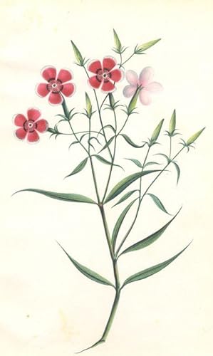 Seller image for Dianthus chinesis (Chinesische Nelke, Chinesernelke) for sale by Antiquariat Gallus / Dr. P. Adelsberger