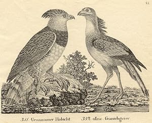 351. Grausamer Habicht. 352. afric. Granichgeier.