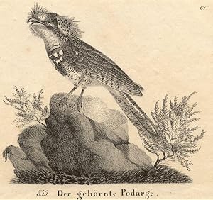 855. Der gehörnte Podarge.