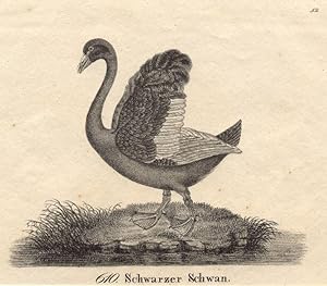 610. Schwarzer Schwan.