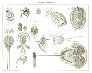 Muschel & Schildkrebse. IV. Zunft. 1. Monoculus. 2. Cypris. 3. Lynceus. 4. Daphnia. 5. Limnadia. ...