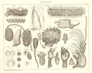 Muschel. Kracken. 1. Salpa. 2.Pyrosoma.3. Ascidia. 4. Diazona. 5. Orbicula. 6. Crania. 7. Terebra...