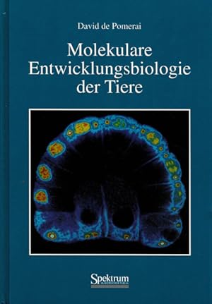 Seller image for Molekulare Entwicklungsbiologie der Tiere for sale by Schueling Buchkurier