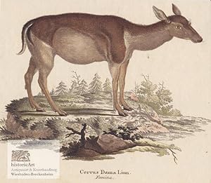 Bild des Verk�ufers f�r Cervus Dama Linn. Femina. Damhirschkuh. Altkolorierter Kupferstich von Johann Nepomuk Nussbiegel um 1780 zum Verkauf von historicArt Antiquariat & Kunsthandlung
