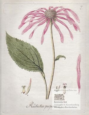 Rudbeckia purpurea L. Purpurne Rudbeke. Altkolorierter Original-Kupferstich von Johann Simon von ...