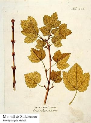 "Acer creticum - Cretischer Ahorn". Aus: Vietz, Ferdinand Bernhard. Icones Plantarum [.] Abbildun...
