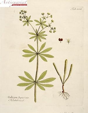 Vietz, Ferdinand Bernhard. Icones Plantarum [.] Abbildungen aller medicinisch ökonomisch-technolo...
