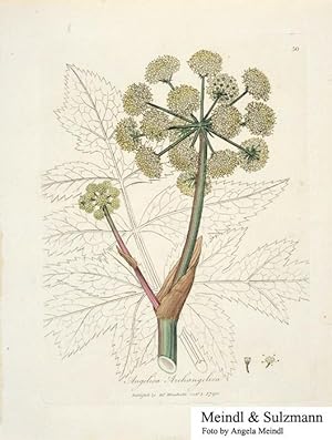 "Angelica Archangelica". Aus William Woodville: Medical Botany [.]. (Blattnummer 223).