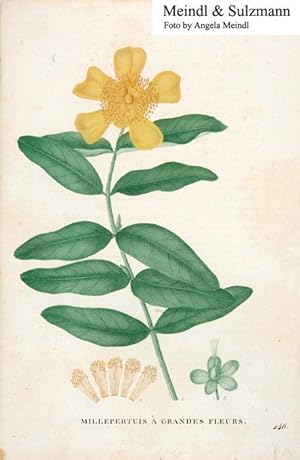 "Millepertuis à grandes fleurs", wohl aus einem französ. Sammelwerk (Blattnummer 246).