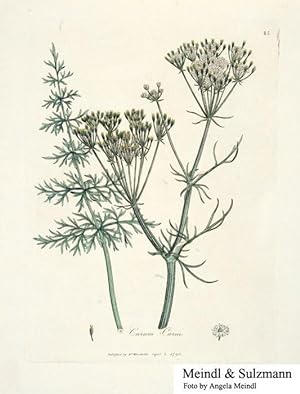 Woodville, William. Medical Botany [.]. (Blattnummer 45).