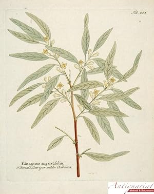 Vietz, Ferdinand Bernhard. Icones Plantarum [.] Abbildungen aller medicinisch ökonomisch-technolo...