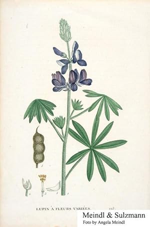"Lupin a fleurs variées", wohl aus einem französ. Sammelwerk (Blattnummer 223).