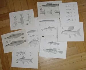 20 Tafeln Flußfische : Naturwissenschaftliche Reise nach Mossambique auf Befehl seiner Majestät d...