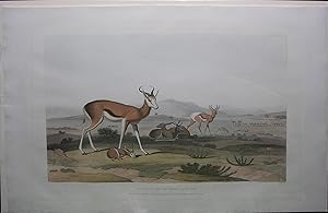 The Spring-bok, or Leaping Antelope.