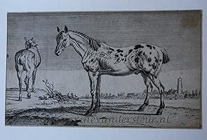 Seller image for [Antique print, etching] The Courtaud Horses (paard met kort gesneden oren en staart), published ca. 1800. for sale by Antiquariaat Arine van der Steur / ILAB