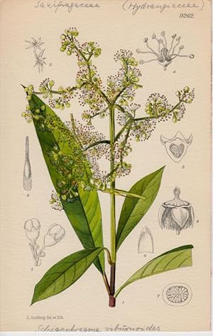 Curtis - Schizophragma viburnoides. Hydrangiaceae. Kol. Lithographie Nr. 9262 aus Botanical Magaz...