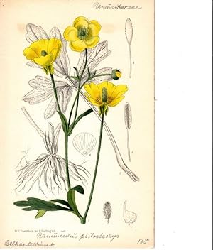 Curtis - Ranunculus psilostachys. Kol. Lithographie Nr. 9188 aus Botanical Magazine.