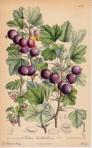 Curtis - Ribes oxyacanthoides. Ribes hirtellum. Kol. Lithographie Nr. 6892 aus Botanical Magazine.