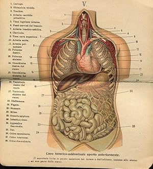 PICCOLO ATLANTE POPOLARE - IL CORPO UMANO con 12 tavole a colori e testo, Torino senza data, Latt...