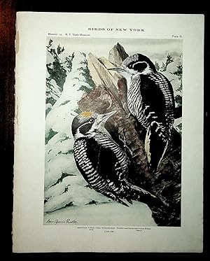 Image du vendeur pour BIRDS OF NEW YORK plate 61 American Three Toed Woodpecker mis en vente par Quiet Friends  IOBA